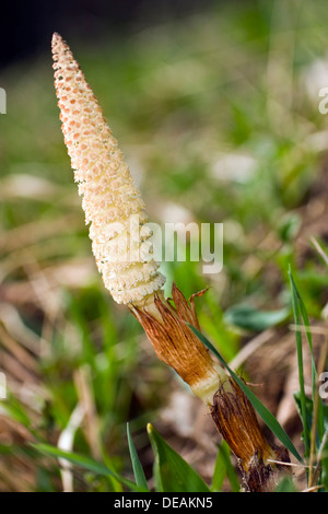 Grande Equiseto, Giant Equiseto, Fiume Equiseto (Equisetum telmateia) Foto Stock