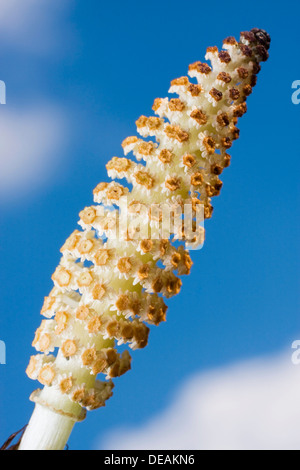 Grande Equiseto, Giant Equiseto, Fiume Equiseto (Equisetum telmateia) Foto Stock