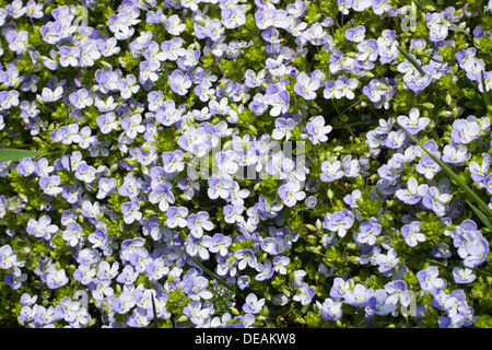 Snello Speedwell, striscianti Speedwell, striscianti Veronica, Threadstalk Speedwell, Filo-levetta Speedwell (Veronica filiformis Foto Stock