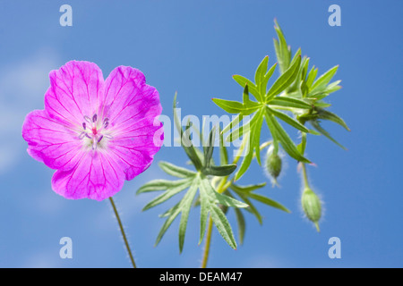 Bloody Cranesbill (Geranium sanguineum) Foto Stock