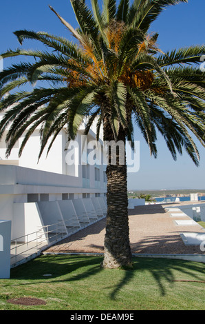 Hotel di lusso Memmo Baleeira con palma a Sagres, Algarve Portogallo Foto Stock