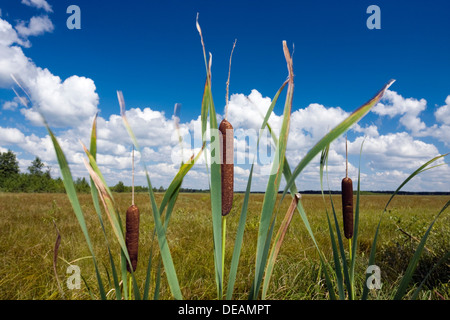 Latifoglie tifa, Cumbungi (Typha latifolia), Grobla Honczarowska, Bagno Lawki zone umide, Biebrzanski National Park, Polonia Foto Stock