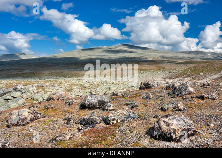 Steindalen valley, Saltfjellet-Svartisen National Park, Nordland county, Norvegia, Scandinavia, Europa Foto Stock