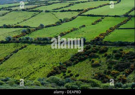 Pecore corre nel lussureggiante verde, circondato da siepi, Repubblica di Irlanda, Europa Foto Stock