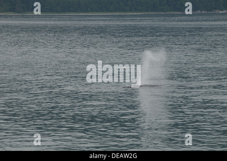 Whale watching Juneau, Alaska, Stati Uniti Foto Stock