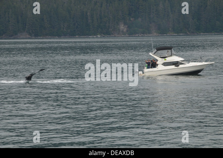 Whale watching Juneau, Alaska, Stati Uniti Foto Stock