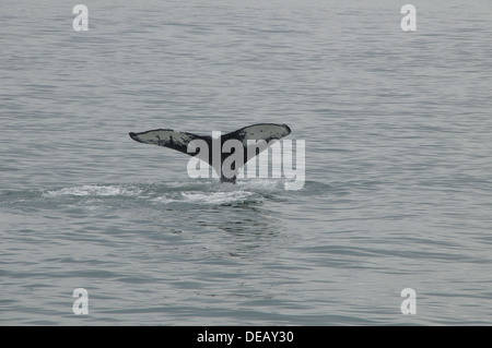 Whale watching Juneau, Alaska, Stati Uniti Foto Stock