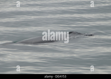 Whale watching Juneau, Alaska, Stati Uniti Foto Stock