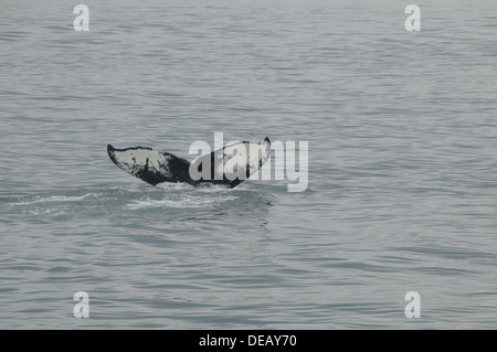 Whale watching Juneau, Alaska, Stati Uniti Foto Stock