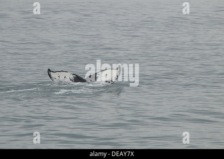 Whale watching Juneau, Alaska, Stati Uniti Foto Stock