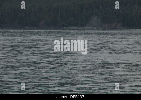 Whale watching Juneau, Alaska, Stati Uniti Foto Stock