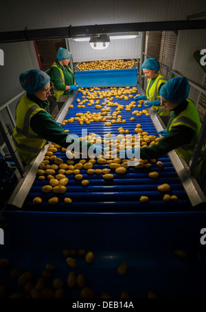 Giovani donne di controllo del nuovo patate ad una trasformazione e confezionamento, REGNO UNITO Foto Stock