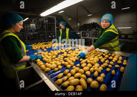 Giovani donne di controllo del nuovo patate ad una trasformazione e confezionamento, REGNO UNITO Foto Stock