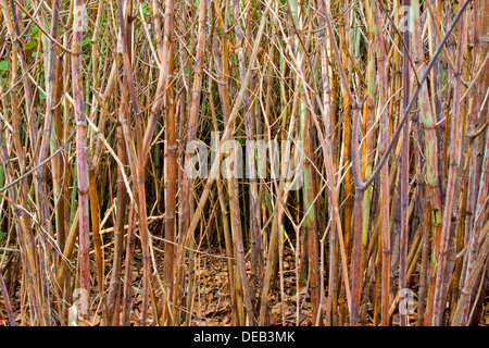 Una chiusura del knotweed giapponese nasce a partire da morire di nuovo in autunno Foto Stock