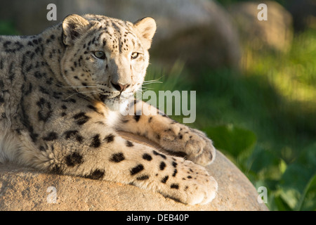 Femmina di snow leopard giacente su roccia Foto Stock