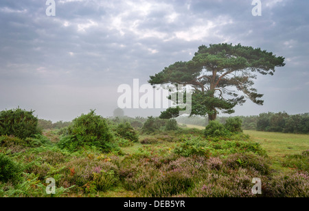 Una mattinata nebbiosa a Lone Pine Tree a Bratley vista nella nuova foresta Foto Stock