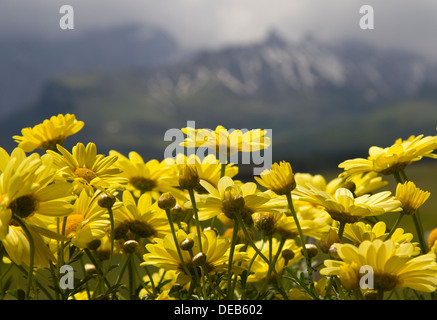 Fiori gialli contro Dolomiti del Trentino Foto Stock