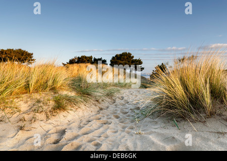 Il percorso che conduce attraverso le dune di sabbia a banchi di sabbia spiaggia vicino a Poole nel Dorset Foto Stock