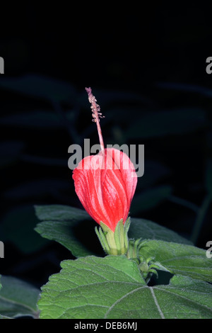 Cera/rosso/Texas malva/Drummond cera-malva messicano/Apple/Manzanilla/Turk della pac- Malvaviscus arboreus- Famiglia Malvaceae Foto Stock