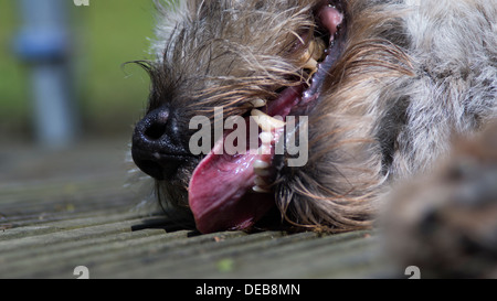 Border terrier cane lingua pendente i denti naso Foto Stock