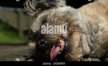 Border terrier cane lingua pendente i denti naso Foto Stock