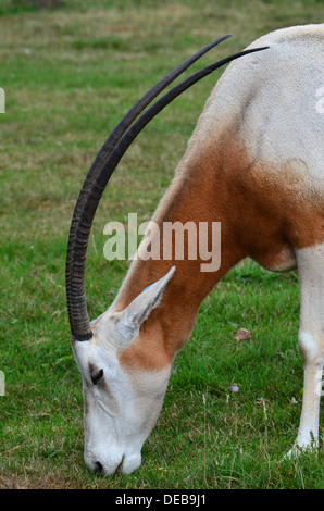 Scimitar oryx o scimitar-cornuto oryx (Oryx dammah), noto anche come il Sahara oryx (solo uso editoriale) Foto Stock