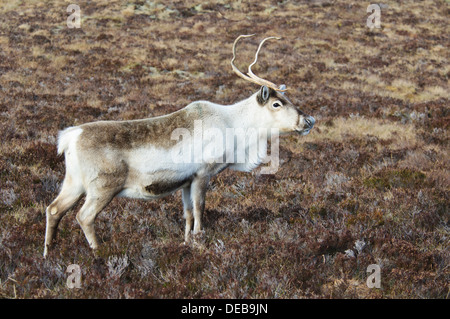 Un renne (Rangifer tarandus) permanente sulla heather moorland fino a metà Cairn Gorm nel Parco Nazionale di Cairngorms Foto Stock