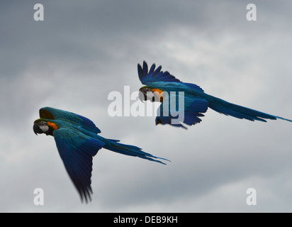 Una coppia di blu e giallo Macaw (Ara ararauna), noto anche come il Blu e Oro Macaw (solo uso editoriale) Foto Stock