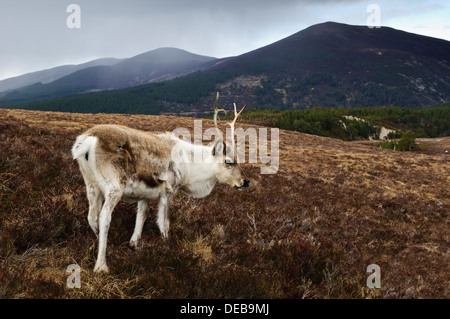 Un renne (Rangifer tarandus) permanente sulla heather moorland fino a metà Cairn Gorm nel Parco Nazionale di Cairngorms Foto Stock