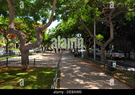 Una sezione di Rothschild Boulevard, Tel Aviv, Israele Foto Stock