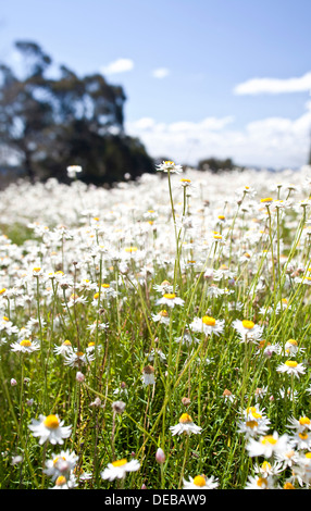 Un campo pieno di margherite sotto un cielo blu chiaro. Foto Stock