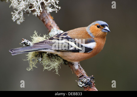 Un adulto di sesso maschile (fringuello Fringilla coelebs) appollaiato su un lichene ramoscello coperto a RSPB Loch Garten nel parco nazionale di Cairngorms Foto Stock