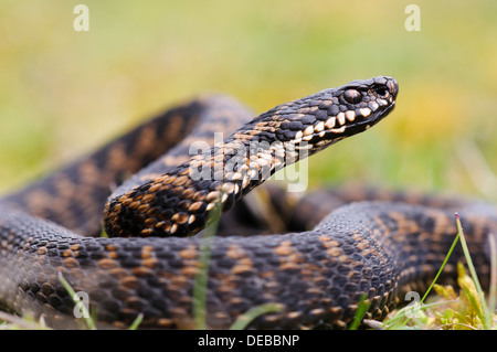 Un maschio adulto sommatore (Vipera berus) avvolto in prati vicino Swanley, Kent. Aprile. Foto Stock