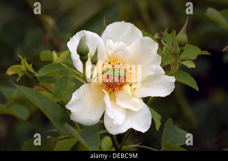 Cane bianco fiore rosa Foto Stock