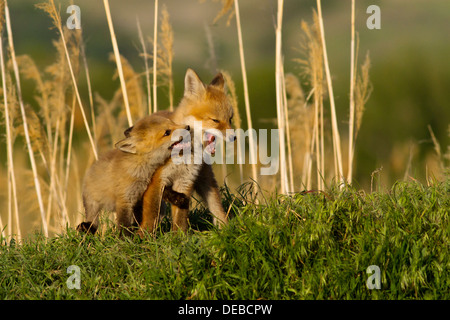 Rosso Kit Fox giocando nel tardo pomeriggio giorno di primavera Foto Stock