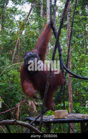 Dominante maschio adulto Orangutan appeso a un albero a Tanjung messa Park con una sola mano Foto Stock