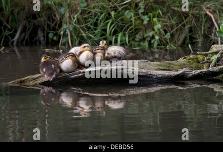 Mallard anatroccoli in appoggio su di un registro. Foto Stock