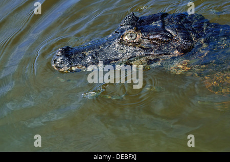 Il Brasile, Pantanal: testa di un caimano Yacare (yacare Caimano) nuotare nel fiume Rio Claro Foto Stock