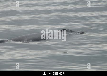 Whale watching Juneau, Alaska, Stati Uniti Foto Stock