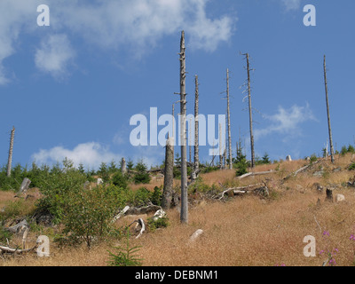 Legno naturale rigenerazione dopo il declino della foresta nella foresta bavarese, Zwercheck, tra Osser e Arber, Foresta Bavarese, in Baviera Foto Stock