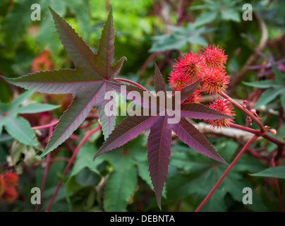 Olio di ricino pianta con red fico d'india frutti e foglie colorate Foto Stock