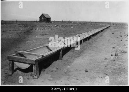 Pozzetti. Un ottimo tipo di canale di convogliamento per l'irrigazione di pecore. Questo canale di convogliamento è 200 piedi lungo, un dis dando una stockman su questo 298374 Foto Stock