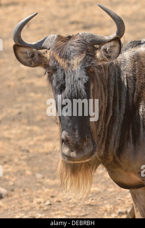 Western white-barbuto wildebees (Connochaetes taurinus mearnsi), ritratto, Serengeti, Tanzania Foto Stock