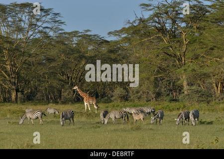 Giraffa Rothschild o Giraffe ugandese (Giraffa camelopardalis rothschildi) e Grant's zebre (Equus quagga boehmi) Foto Stock