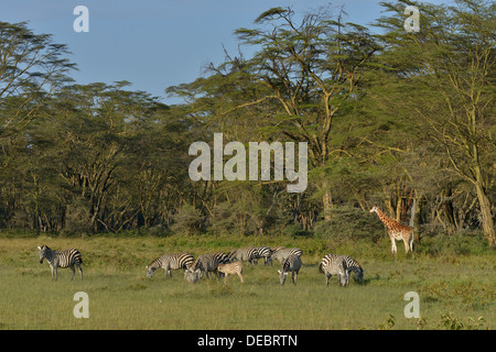 Giraffa Rothschild o Giraffe ugandese (Giraffa camelopardalis rothschildi) e Grant's zebre (Equus quagga boehmi) Foto Stock