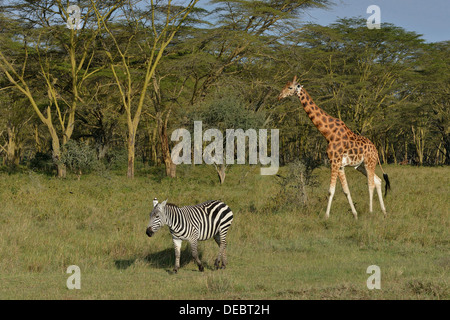 Giraffa Rothschild o Giraffe ugandese (Giraffa camelopardalis rothschildi) e Grant's Zebra (Equus quagga boehmi) Foto Stock