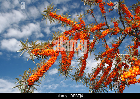 Comune (Sea-Buckthorn Hippophae rhamnoides nota), a est delle Isole Frisone, Frisia orientale, Bassa Sassonia, Germania Foto Stock