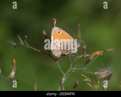 Small Heath / Coenonympha pamphilus / Kleiner Heufalter, Kleines Wiesenvögelchen Foto Stock