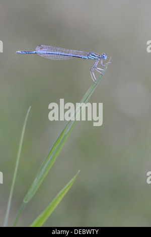 White-gambe o Damselfly Blue Featherleg (Platycnemis pennipes), Emsland, Bassa Sassonia, Germania Foto Stock