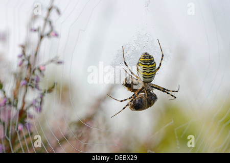 Wasp Spider (Argiope bruennichi), Emsland, Bassa Sassonia, Germania Foto Stock